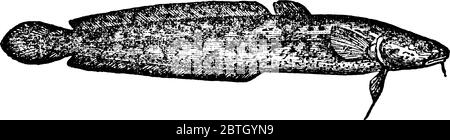 Une représentation typique du poisson burbot, Lota vu'garris avec des nageoires ventrales jugulaires, exige des températures rigides pour se reproduire, un dessin de ligne vintage ou e Illustration de Vecteur