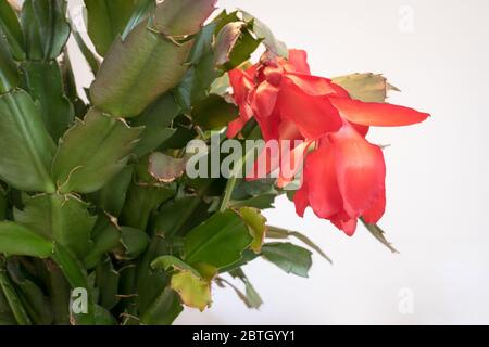 Image détaillée de la fleur rouge du cactus de Noël (Schlumbergera) sur fond blanc Banque D'Images