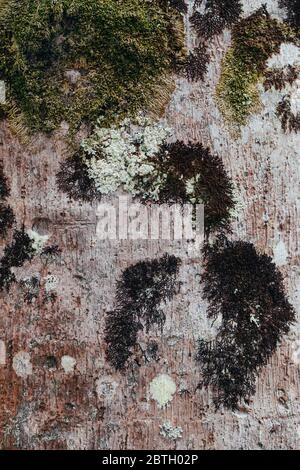 Lichens sur l'écorce de l'arbre, champignons symbiotiques et algues. Arrière-plan de surface naturelle. Banque D'Images