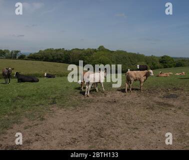 Vaches femelles avec leurs jeunes veaux paissant dans un champ sur une ferme de bétail dans la campagne rurale du Devon, Angleterre, Royaume-Uni Banque D'Images