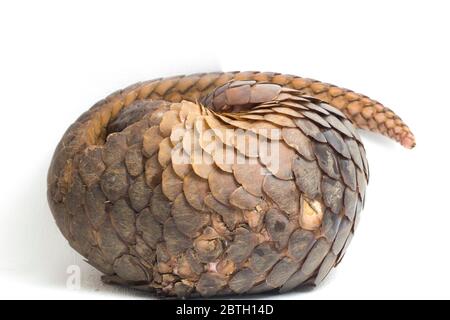 Pangolin (Manis javanica) isolé sur fond blanc Banque D'Images