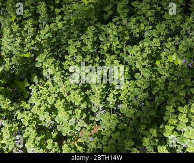 Floraison printanière de la plante Ivy (Glechoma hederacea) en formation de la souche de la plante sur le sol d'une forêt dans le Devon rural, Angleterre, Royaume-Uni Banque D'Images