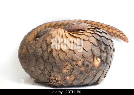 Pangolin (Manis javanica) isolé sur fond blanc Banque D'Images