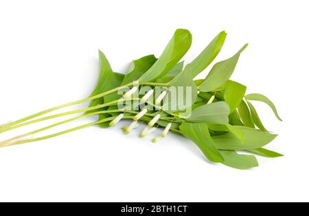 Polygonatum odoratum, sceau de Salomon ou sceau de Solomon parfumé Banque D'Images