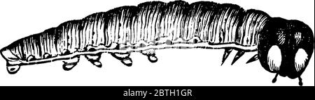 Une sorte de petite chenille qui est différente par ses yeux grands et distincts, dessin de ligne vintage ou illustration de gravure. Illustration de Vecteur