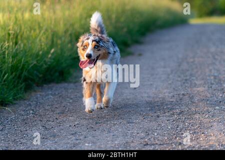 Chien berger australien bleu merle courant sur le chemin gris en face du maïs vert Banque D'Images