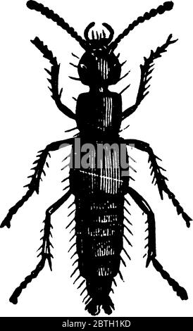 Le coléoptère de charogne se nourrit principalement de corps d'animaux morts et en décomposition, de dessins de ligne vintage ou d'illustration de gravure. Illustration de Vecteur