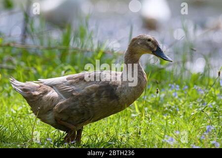 Les canards sont des bains de soleil près de la rivière dans le village sur l'herbe Banque D'Images