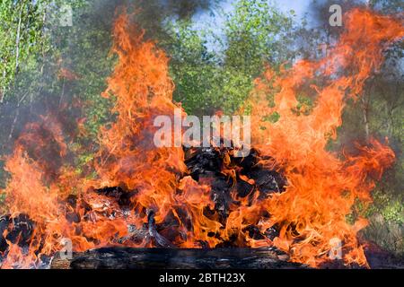 Feu de forêt. Arbre tombé est brûlé au sol beaucoup de fumée Banque D'Images