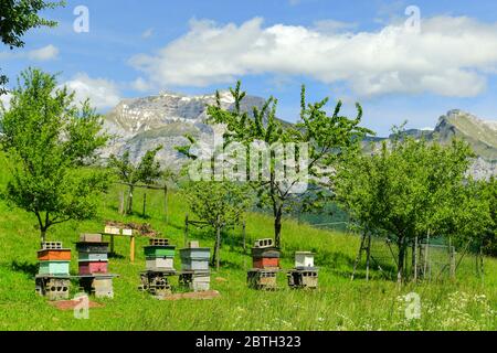 Ruches, dans les Alpes françaises. Banque D'Images