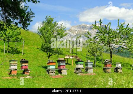 Ruches, dans les Alpes françaises. Banque D'Images