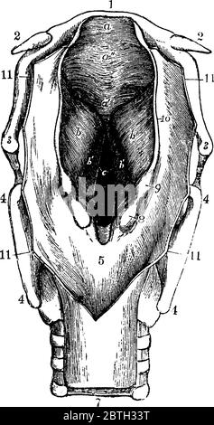 Le larynx est un tube d'environ 2 pouces (5cm) de long chez les adultes, dessin de ligne vintage ou illustration de gravure. Illustration de Vecteur