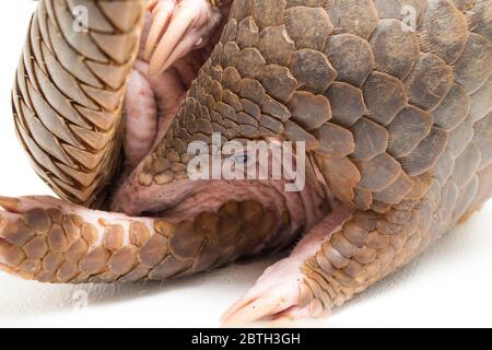 Pangolin (Manis javanica) isolé sur fond blanc Banque D'Images