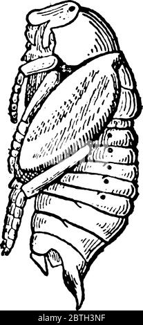 May Beetle est un coléoptère rouge-brun ayant des couvertures d'aile brillantes, également connu sous le nom de June Bug. Cette figure représente la Pupa de May Beetle, le dessin de ligne vintage ou eng Illustration de Vecteur