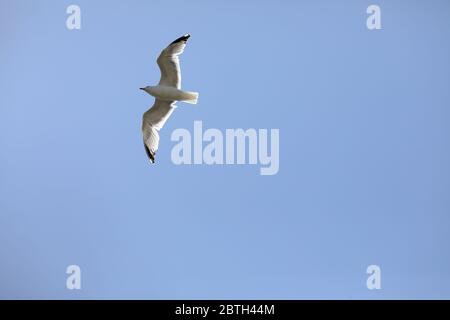 Brighton, Royaume-Uni. 23 mai 2020 UN mouette volant haut en dessous d'un ciel bleu clair. Crédit: James Boardman Banque D'Images