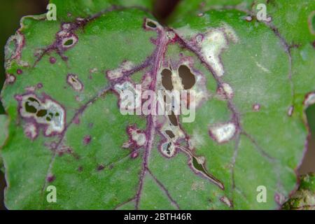 Cercospora beticola taches blanches sur la feuille de bard suisse rouge Banque D'Images