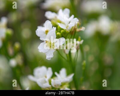 Gros plan de la fleur sauvage d'Europe, Ligustrum vulgare Banque D'Images