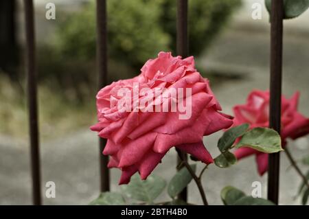 Une rose isolée derrière une clôture métallique (Pesaro, Italie, Europe) Banque D'Images