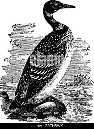 Grand oiseau de plongeur du Nord, un grand membre du huard, ou plongeur, famille, dessin de ligne vintage ou illustration de gravure. Illustration de Vecteur