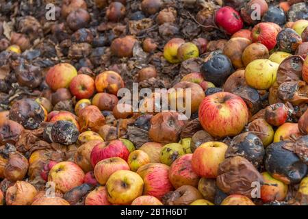 image plein format montrant beaucoup de pommes pourries Banque D'Images