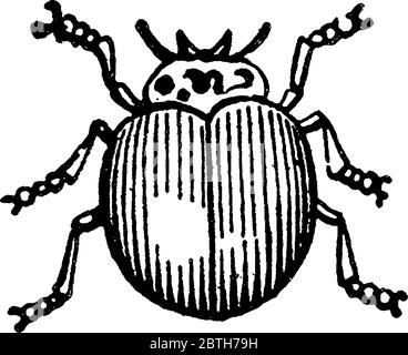 Les coccinelles sont en forme de dôme avec des bandes longitudinales, principalement en rouge ou orange, sont très destructrices pour les poux de plante, le dessin de ligne vintage ou le gravv Illustration de Vecteur