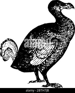 Le dodo (Raphus cucullatus) est un oiseau éteint sans vol qui était plat et maladroit, endémique à l'île Maurice, à l'est de Madagascar dans l'Ind Illustration de Vecteur