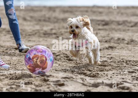 Mignon chiot, Cavapoochon, courir sur une plage, à la poursuite d'une balle, par une journée ensoleillée. Le chiot a de la fourrure dorée, moelleuse Banque D'Images