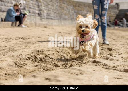 Mignon chiot, Cavapoochon, courir sur une plage, un jour ensoleillé. Le chiot a de la fourrure dorée, moelleuse Banque D'Images