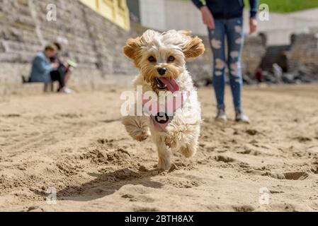 Mignon chiot, Cavapoochon, courir sur une plage, un jour ensoleillé. Le chiot a de la fourrure dorée, moelleuse Banque D'Images