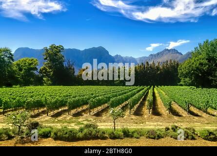 Stellenbosch, Afrique du Sud Banque D'Images