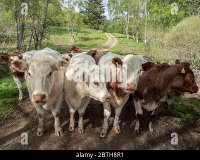 Vaches sur une ferme bordée par une porte dans la région des Highlands, en Écosse Banque D'Images