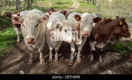 Vaches sur une ferme bordée par une porte dans la région des Highlands, en Écosse Banque D'Images