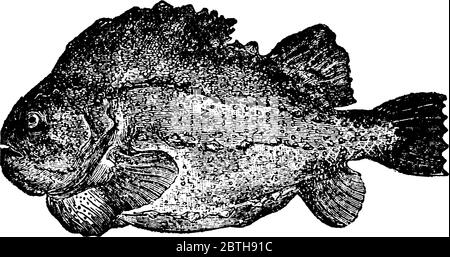 Le poisson de morceau est nommé de la maladresse de sa forme. Le dos est arqué et pointu, le ventre plat, le corps couvert de nombreuses tubercules osseux, t Illustration de Vecteur