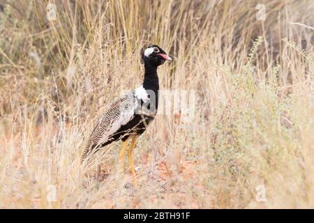 Korhaan noir du Nord (Afrotis afraoides) mâle gardant un oeil sur le ciel Kgalagadi Transfrontial Park, Kalahari, Cap Nord, Afrique du Sud Banque D'Images