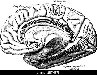 Représentation typique du cortex cérébral, les plus importantes parcelles d'association du cerveau. Les fibres sont projetées sur le mésial (médial) Illustration de Vecteur