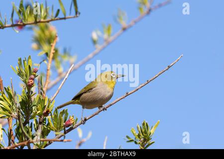 Cape White-Eye (Zosterops virens capensis) perchée sur la branche ouest du Cap, Afrique du Sud Banque D'Images