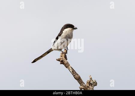 Hommes Common ou Southern fiscal (Lanius collaris) alias fiscal Shrike, Butcher Bird, Jackie Hangman, Eastern Cape, Afrique du Sud, Banque D'Images