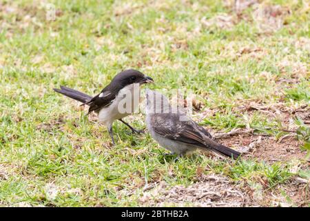 Hommes Common fiscal (Lanius collaris) alias fiscal Shrike, Butcher Bird, Jackie Hangman, Western Cape, Afrique du Sud nourrissant la pêche à la ligne avec la sauterelle Banque D'Images