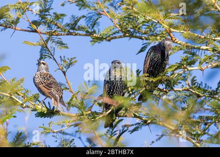 Trois étoiles communes ou européennes non reproductrices (Sturnus vulgaris) dans un arbre de fièvre (Vachellia xanthophloea) Langeberg, Cap occidental, Afrique du Sud Banque D'Images