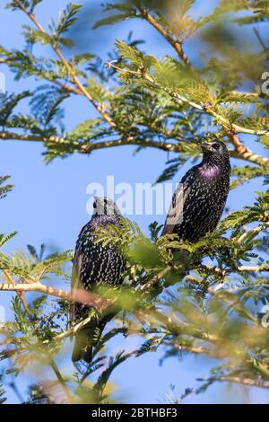 Elings communs ou européens non reproducteurs (Sturnus vulgaris) dans un arbre de fièvre (Vachellia xanthophloea) en automne, rivière Breede, Cap occidental, Sud-Afr Banque D'Images