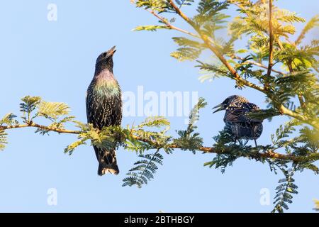 Starling commun ou Starling européen (Sturnus vulgaris) perché dans un arbre de fièvre (Vachellia xanthophloea) chantant sur la rivière Breede, Western Cape, SO Banque D'Images