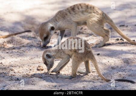 Meerkat juvénile (Suricata surigatta) avec alimentation adulte dans le sable du parc national transfrontalier Kgalagadi, Kalahari, Cap Nord, Afrique du Sud Banque D'Images