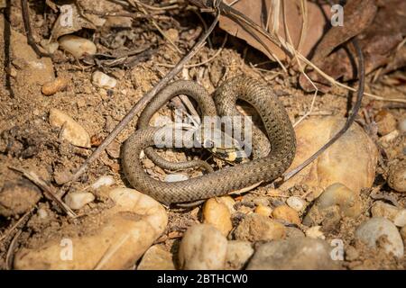 Un très jeune serpent à herbe (Natrix natrix) au sol, jour ensoleillé au printemps Banque D'Images