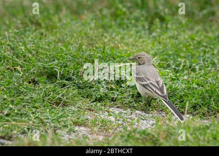 Un jeune calatin blanc (Motacilla alba) dans un pré, Tyrol du Sud (Italie) Banque D'Images