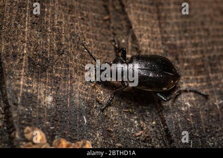 Un chasseur de chenille (Calosoma inquisitor, Carabidae) sur un tronc d'arbre, jour pluvieux au printemps (Vienne, Autriche) Banque D'Images