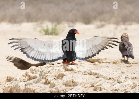 Bateleur Eagle (Terathopius ecaudatus) Parc transfrontalier Kgalagadi, Kalahari, Cap Nord, Afrique du Sud se bronzant avec des ailes étirées à W. Banque D'Images