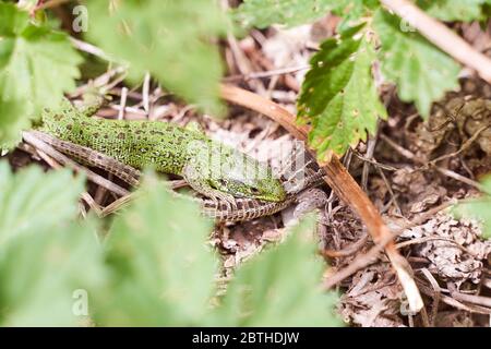 Le petit lézard vert tient la queue du jeu d'accouplement de lézard brun Banque D'Images