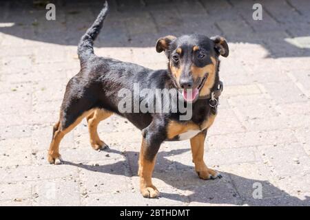 Jack Russell Terrier noir et brun clair posant iin tout le corps, avec ombre Banque D'Images