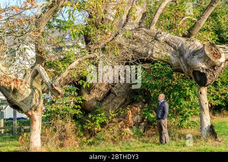 France, Loire Atlantique, Nantes, Parc Chantrerie, châtaigne (Castanea sativa) classé arbre remarquable de France par l'association A.R.B.R.E.S. // France, Banque D'Images