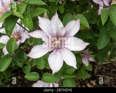 Une seule grande fleur violette pâle de Clematis Samaritan JO Banque D'Images